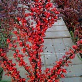 Кизильник горизонтальний (Cotoneaster horizontalis) ФОТО Розплідник рослин Природа Priroda (7)