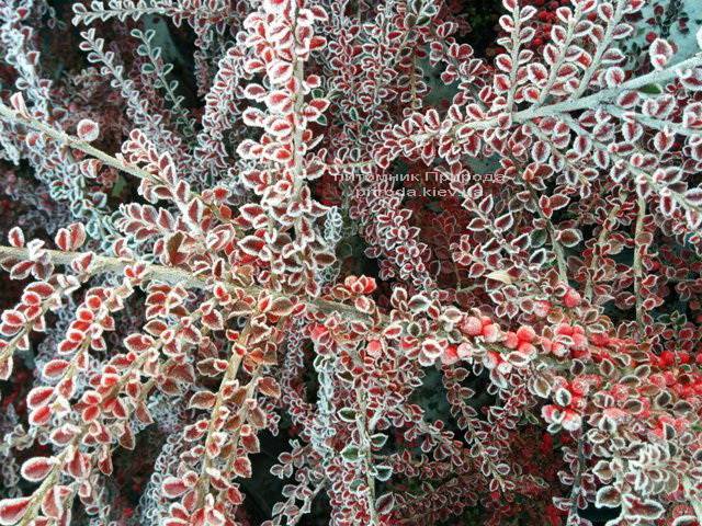 Кизильник горизонтальный (Cotoneaster horizontalis) ФОТО Питомник растений Природа Priroda (11)
