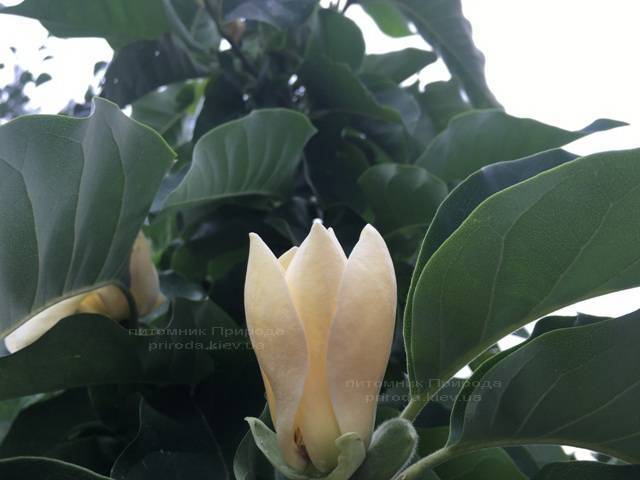 Магнолия голая Дабл Диамонд (Magnolia denudata Double Diamond) ФОТО Питомник растений Природа Priroda (88)