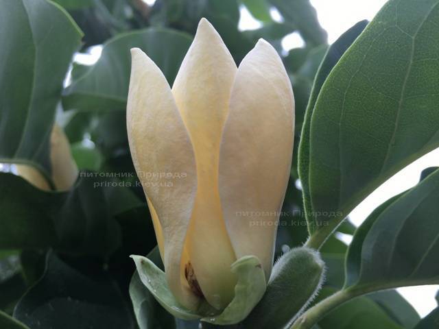 Магнолия голая Дабл Диамонд (Magnolia denudata Double Diamond) ФОТО Питомник растений Природа Priroda (89)