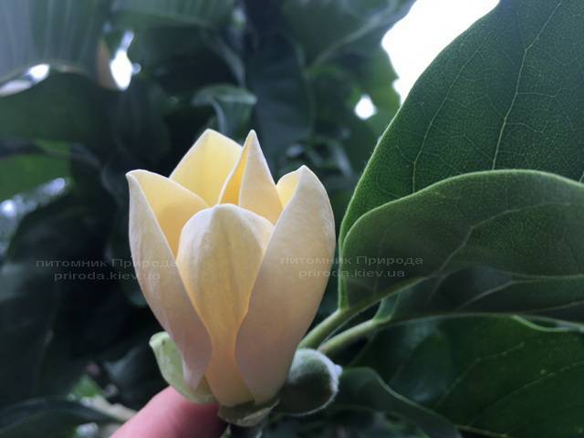 Магнолия голая Дабл Диамонд (Magnolia denudata Double Diamond) ФОТО Питомник растений Природа Priroda (94)