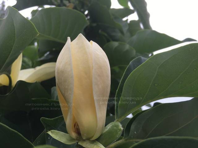 Магнолия голая Дабл Диамонд (Magnolia denudata Double Diamond) ФОТО Питомник растений Природа Priroda (92)