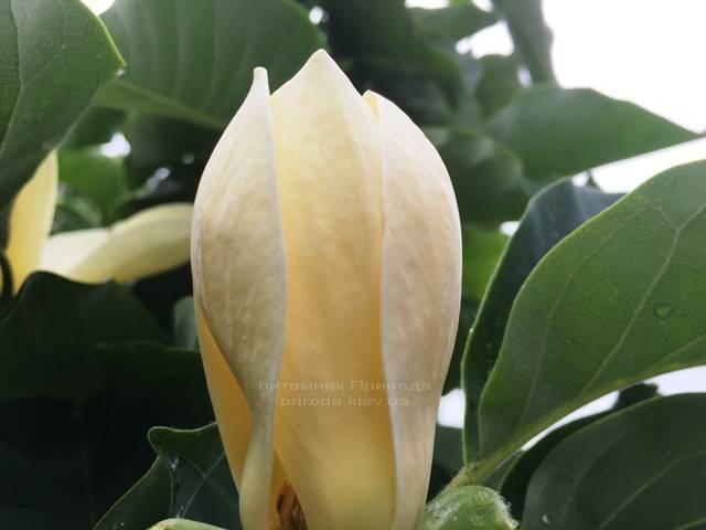 Магнолия голая Дабл Диамонд (Magnolia denudata Double Diamond) ФОТО Питомник растений Природа Priroda (93)