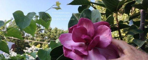 Магнолия Клеопатра (Magnolia Cleopatra Tulip) ФОТО Питомник растений Природа Priroda (102)