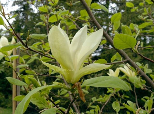 Магнолия Еллоу Лантерн (Magnolia Yellow Lantern) ФОТО Питомник растений Природа Priroda (95)