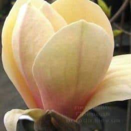 Магнолія Еллоу Лантерн (Magnolia Yellow Lantern) ФОТО Розплідник рослин Природа Priroda (97)