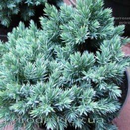 Ялівець лускатий Блю Стар (Juniperus squamata Blue Star) ФОТО Розплідник рослин Природа Priroda (150)