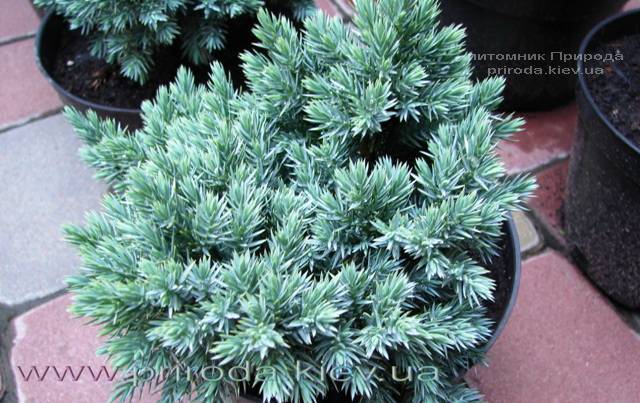 Можжевельник чешуйчатый Блю Стар (Juniperus squamata Blue Star) ФОТО Питомник растений Природа Priroda (150)