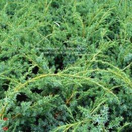 Ялівець китайський Блю Альпс (Juniperus chnensis Blue Alps) ФОТО Розплідник рослин Природа (Priroda) (158)