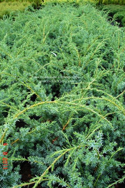 Можжевельник китайский Блю Альпс (Juniperus chnensis Blue Alps) ФОТО Питомник растений Природа (Priroda) (158)