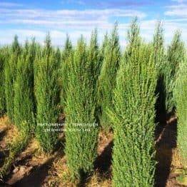 Ялівець звичайний Арнольд (Juniperus communis Arnold) ФОТО Розплідник рослин Природа Priroda (199)