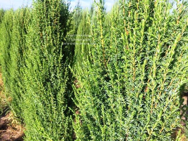 Можжевельник обыкновенный Арнольд (Juniperus communis Arnold) ФОТО Питомник растений Природа Priroda (200)