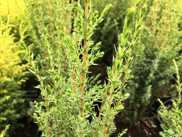 Можжевельник обыкновенный Арнольд (Juniperus communis Arnold) ФОТО Питомник растений Природа Priroda (201)