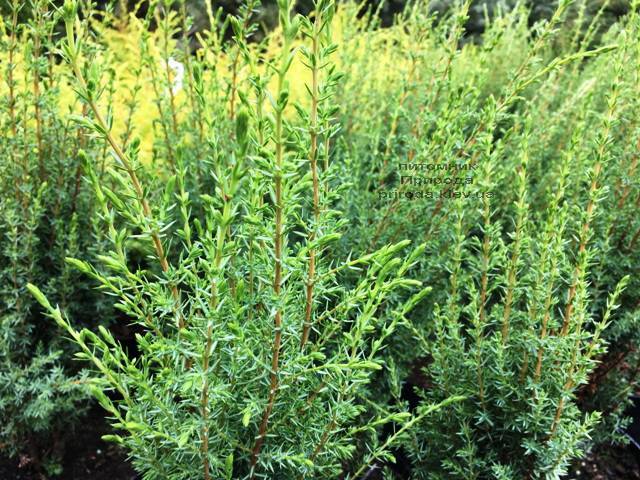 Можжевельник обыкновенный Арнольд (Juniperus communis Arnold) ФОТО Питомник растений Природа Priroda (204)
