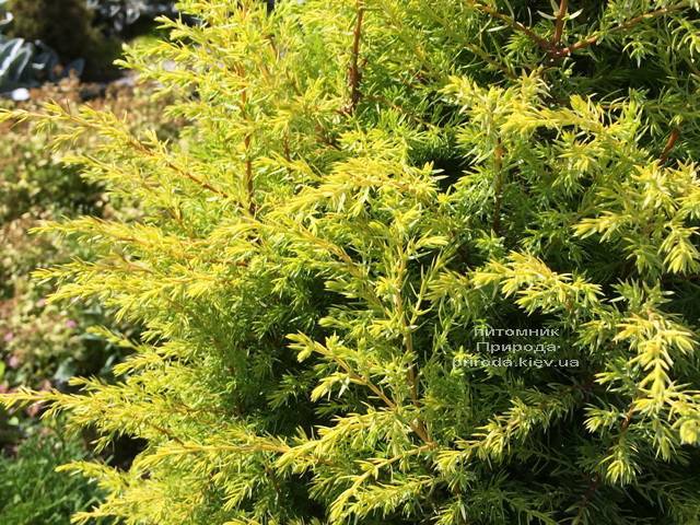 Можжевельник обыкновенный Голд Кон (Juniperus communis Gold Cone) ФОТО Питомник растений Природа Priroda (205)