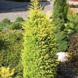 Можжевельник обыкновенный Голд Кон (Juniperus communis Gold Cone) ФОТО Питомник растений Природа Priroda (206)