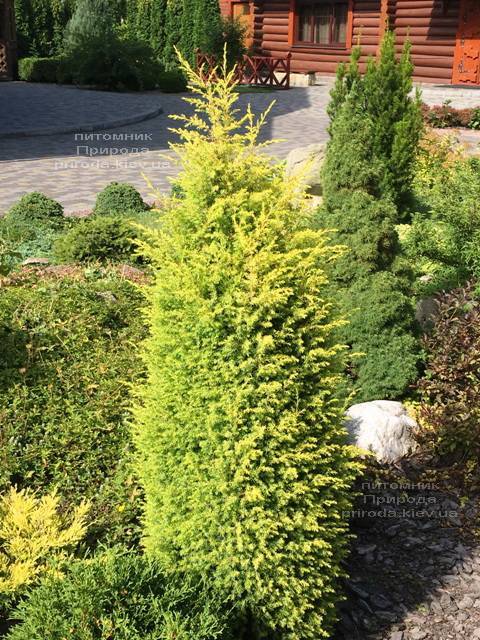 Можжевельник обыкновенный Голд Кон (Juniperus communis Gold Cone) ФОТО Питомник растений Природа Priroda (206)