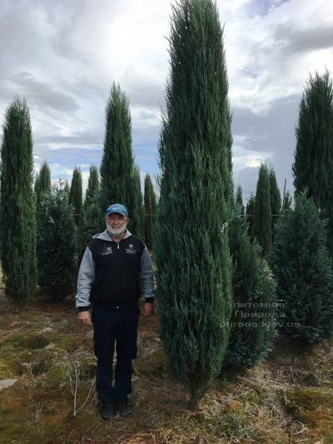 Ялівець скельний Блю Арроу / Блю Ерроу (Juniperus scopolorum Blue Arrow) ФОТО Розплідник рослин Природа Priroda (182)