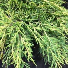 Ялівець середній / пфітцеріана Мордіган Голд (Juniperus media / pfitzeriana Mordigan Gold) ФОТО Розплідник рослин Природа Priroda (134)