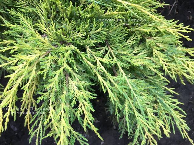 Можжевельник средний / пфитцериана Мордиган Голд (Juniperus media / pfitzeriana Mordigan Gold) ФОТО Питомник растений Природа Priroda (134)