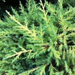 Можжевельник средний / пфитцериана Мордиган Голд (Juniperus media / pfitzeriana Mordigan Gold) ФОТО Питомник растений Природа Priroda (144)