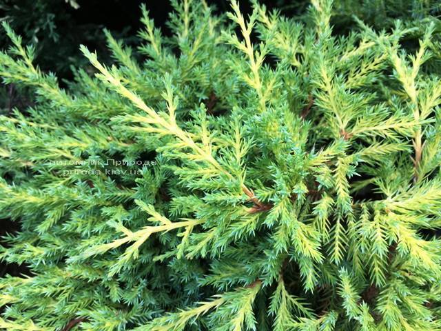 Можжевельник средний / пфитцериана Мордиган Голд (Juniperus media / pfitzeriana Mordigan Gold) ФОТО Питомник растений Природа Priroda (144)