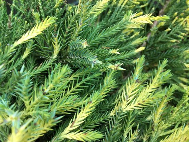 Можжевельник средний / пфитцериана Мордиган Голд (Juniperus media / pfitzeriana Mordigan Gold) ФОТО Питомник растений Природа Priroda (137)