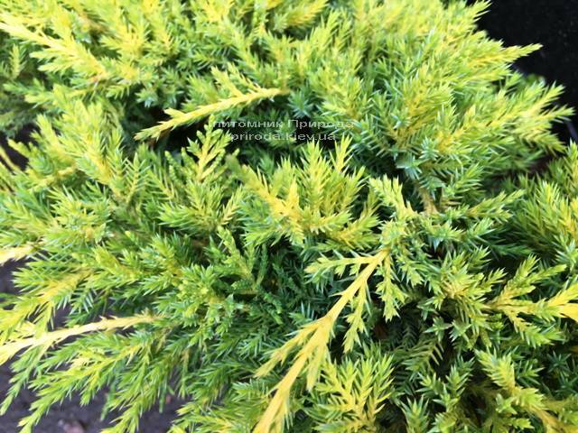 Можжевельник средний Голд Киссен (Juniperus media Goldkissen) ФОТО Питомник растений Природа (Priroda) (161)