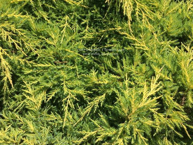 Ялівець середній Голд Кіссен (Juniperus media Goldkissen) ФОТО Розплідник рослин Природа (Priroda) (163)
