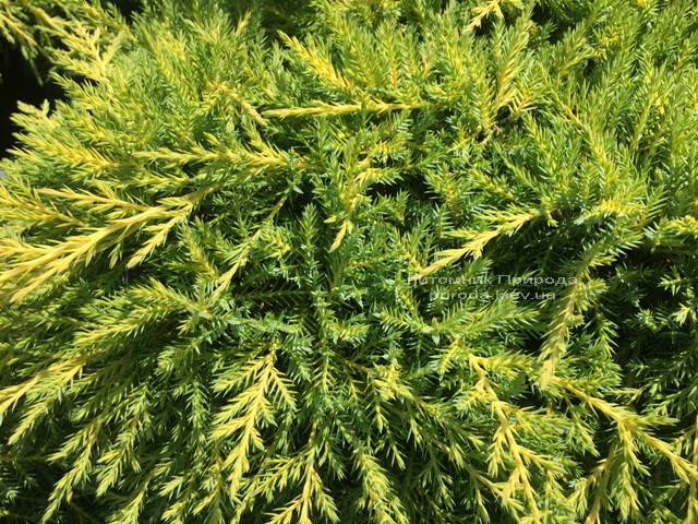 Ялівець середній Голд Кіссен (Juniperus media Goldkissen) ФОТО Розплідник рослин Природа (Priroda) (164)