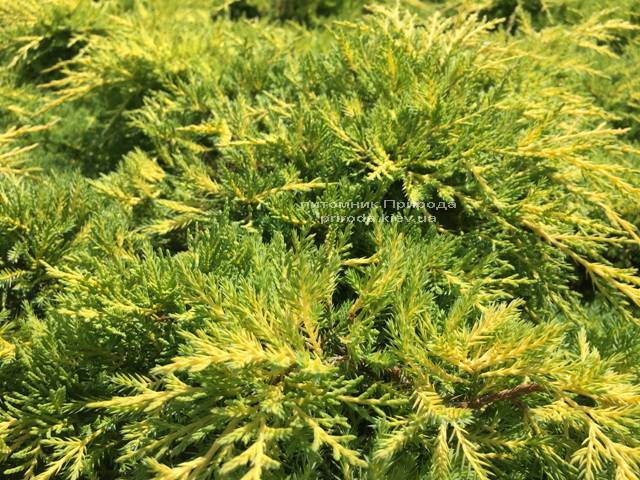 Можжевельник средний Голд Киссен (Juniperus media Goldkissen) ФОТО Питомник растений Природа (Priroda) (167)