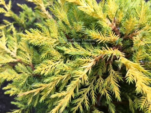 Можжевельник средний Голд Киссен (Juniperus media Goldkissen) ФОТО Питомник растений Природа (Priroda) (159)