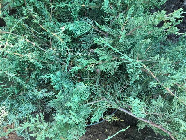 Ялівець віргінський Блю Клоуд (Juniperus virginiana Blue Cloud) ФОТО Розплідник рослин Природа Priroda (130)