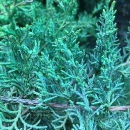 Можжевельник виргинский Блю Клоуд (Juniperus virginiana Blue Cloud) ФОТО Питомник растений Природа Priroda (133)