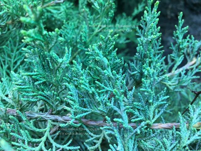 Можжевельник виргинский Блю Клоуд (Juniperus virginiana Blue Cloud) ФОТО Питомник растений Природа Priroda (133)