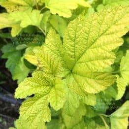 Міхуроплідник калінолістний Лютеус (Physocarpus opulifolius Luteus) ФОТО Розплідник рослин Природа Priroda (14)