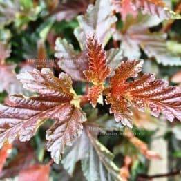 Пузыреплодник калинолистный Ред Барон (Physocarpus opulifolius Red Baron) ФОТО Питомник растений Природа Priroda (15)