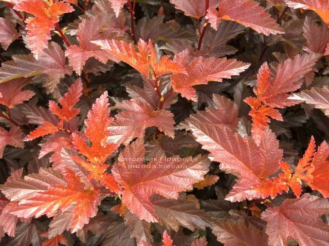 Міхуроплідник калінолістний Літл Ангел (Physocarpus opulifolius Little Angel) ФОТО Розплідник рослин Природа Priroda (8)