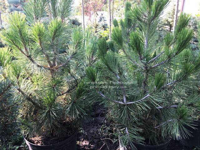 Сосна белокорая (Pinus leucodermis) ФОТО Питомник растений Природа Priroda (66)