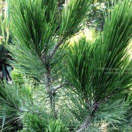 Сосна белокорая (Pinus leucodermis) ФОТО Розплідник рослин Природа Priroda (69)