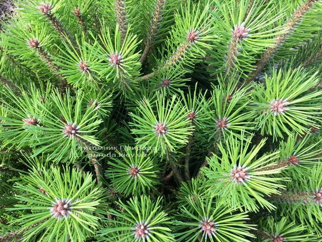 Сосна чёрная Брепо (Pinus nigra Brepo) ФОТО Питомник растений Природа Priroda