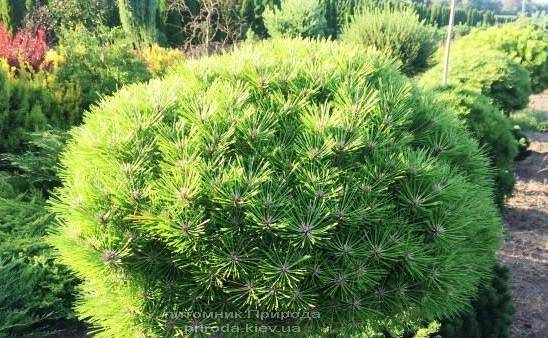 Сосна чёрная Брепо (Pinus nigra Brepo) ФОТО Питомник растений Природа Priroda (92)