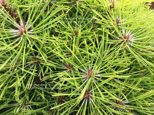 Сосна чёрная Брепо (Pinus nigra Brepo) ФОТО Питомник растений Природа Priroda (80)