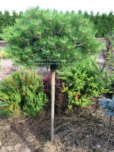 Сосна чорна Брепо (Pinus nigra Brepo) на штамбі ФОТО Розплідник рослин Природа (Priroda) (84)