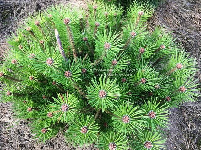Сосна чёрная Брепо (Pinus nigra Brepo) ФОТО Питомник растений Природа Priroda
