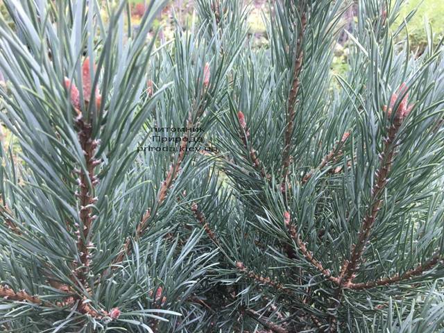 Сосна обыкновенная Ватерери (Pinus sylvestris Watereri) ФОТО Питомник растений Природа (Priroda) (102)