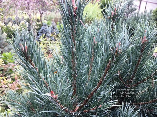 Сосна обыкновенная Ватерери (Pinus sylvestris Watereri) ФОТО Питомник растений Природа (Priroda) (103)