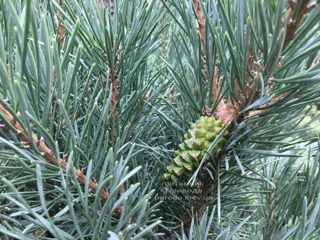 Сосна обыкновенная Ватерери (Pinus sylvestris Watereri) ФОТО Питомник растений Природа (Priroda) (104)