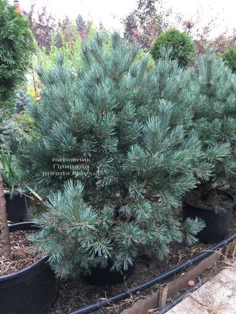 Сосна обыкновенная Ватерери (Pinus sylvestris Watereri) ФОТО Питомник растений Природа (Priroda) (105)