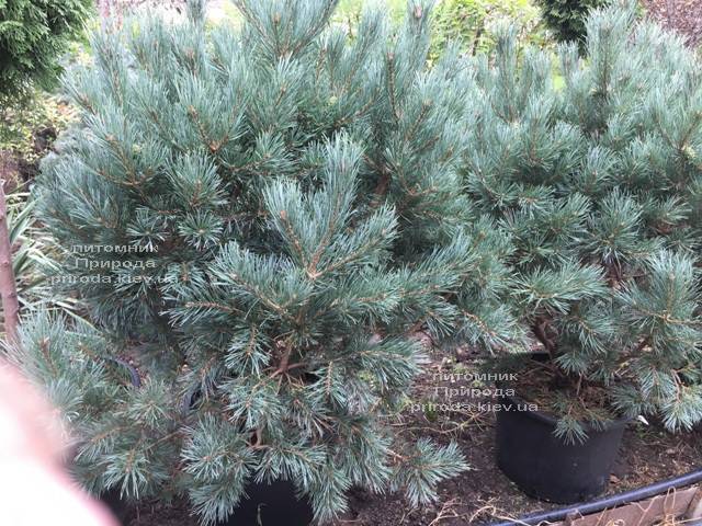 Сосна обыкновенная Ватерери (Pinus sylvestris Watereri) ФОТО Питомник растений Природа (Priroda) (106)